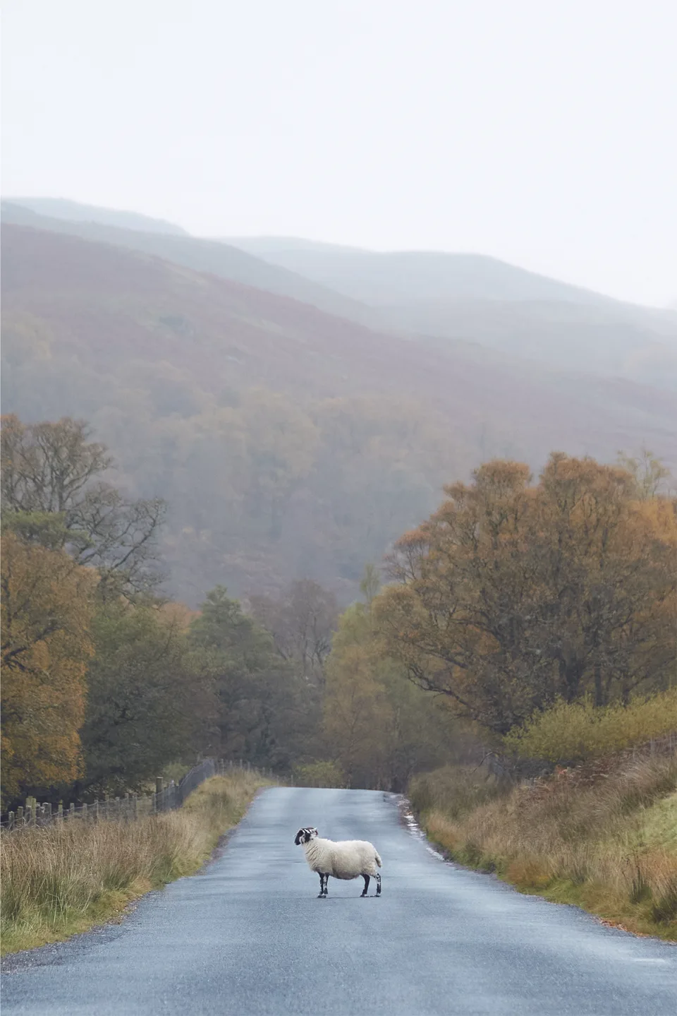 HIGHLAND DREAM 6